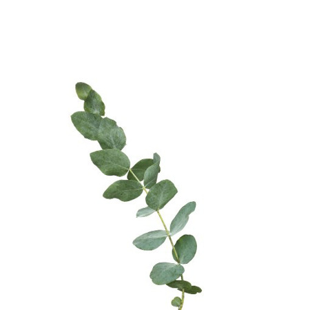 Imagen de Eucalipto (Unidad).