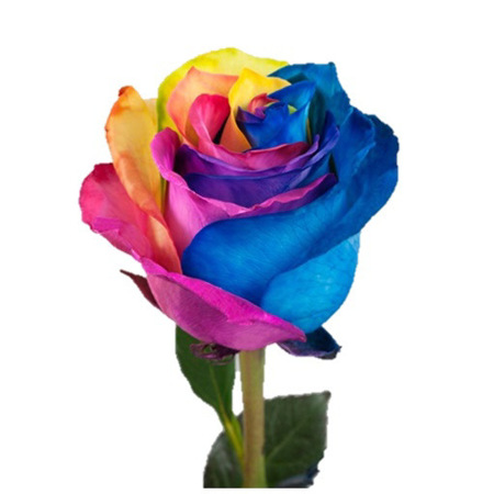 Imagen de Bouquet Sencillo Rosa Arcoíris Unidad con Follaje Variado