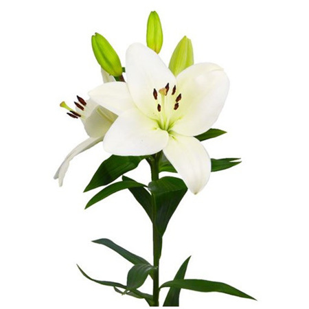 Imagen de Lilium Sigo (Unidad)