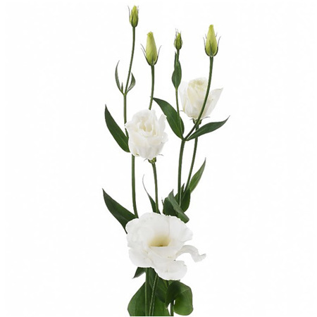 Imagen de Lisianthus Sigo (Unidad)